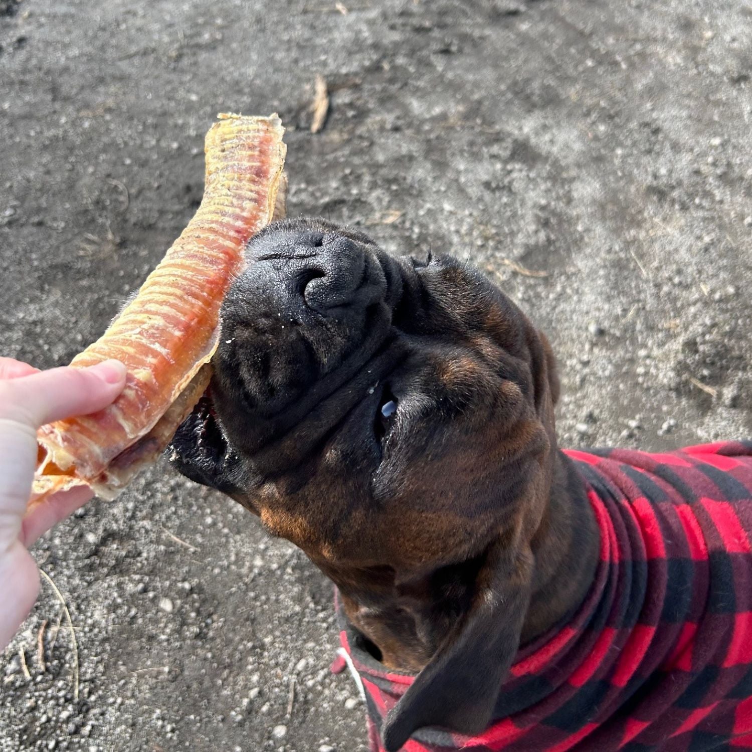 The Raw Dog Food Co Air-Dried Beef Trachea Supersized: Natural Chew for Pets' Dental Health