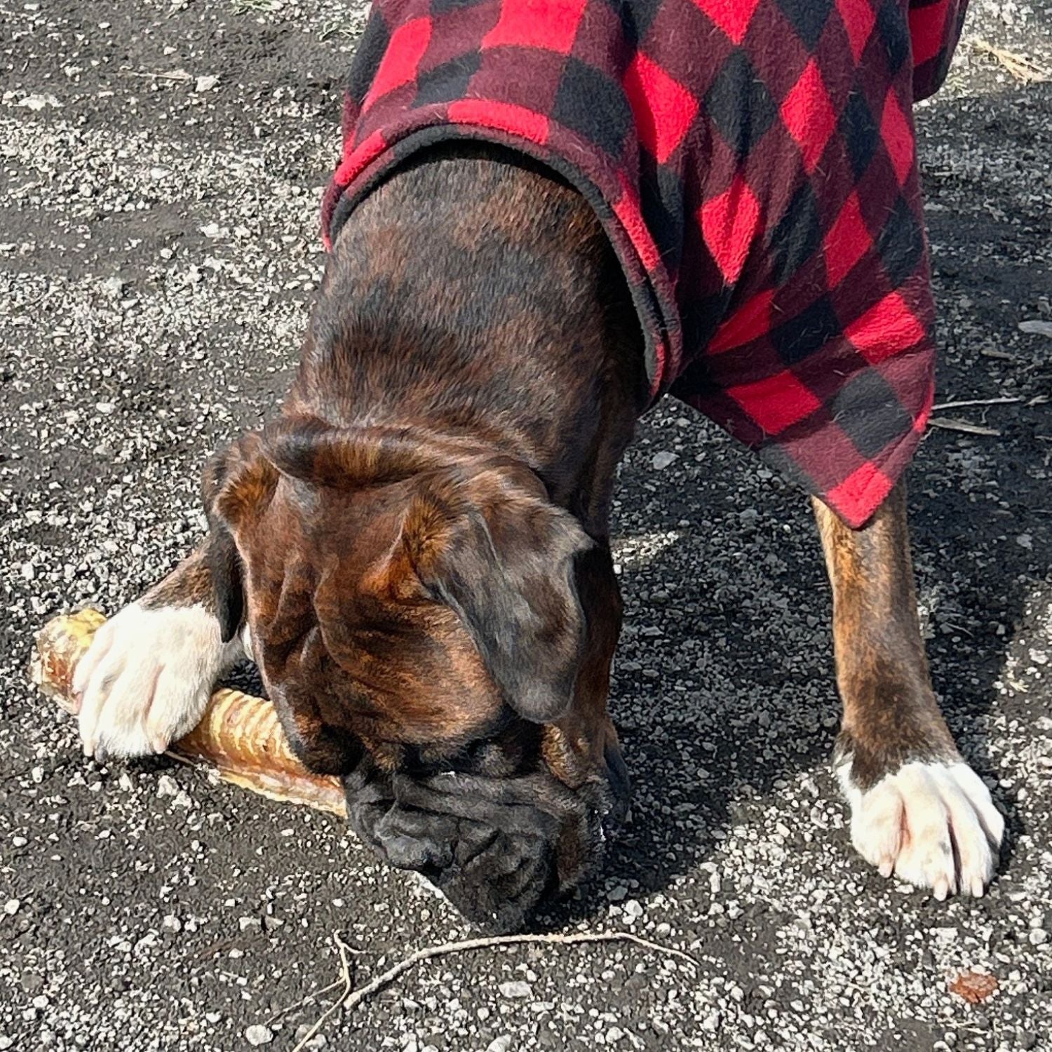 The Raw Dog Food Co Air-Dried Beef Trachea Supersized: Natural Chew for Pets' Dental Health