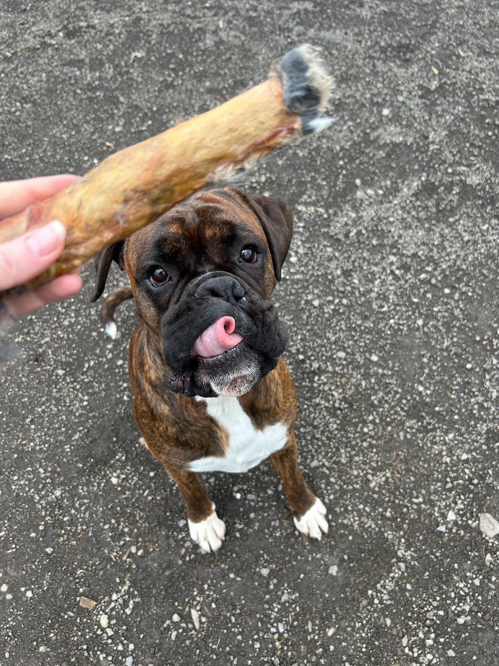 The Raw Dog Food Co Air-Dried Wild Rabbit Skin: Natural and Wholesome Treat for Pets